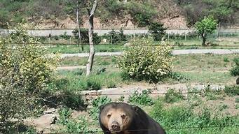 八达岭野生动物世界_北京野生动物园 八达岭野生动物世界